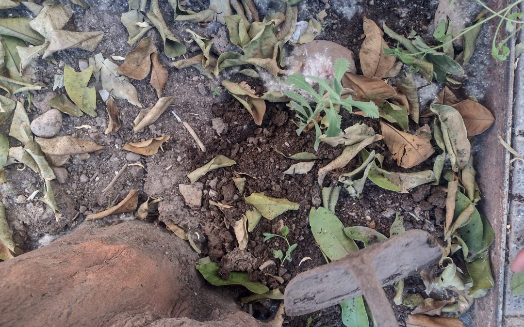 Transformando el Distrito Sur: hacia un barrio más verde y vivo