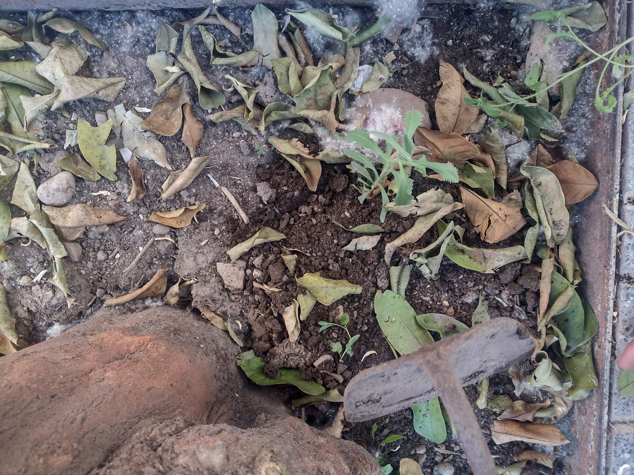 Transformando el Distrito Sur: hacia un barrio más verde y vivo