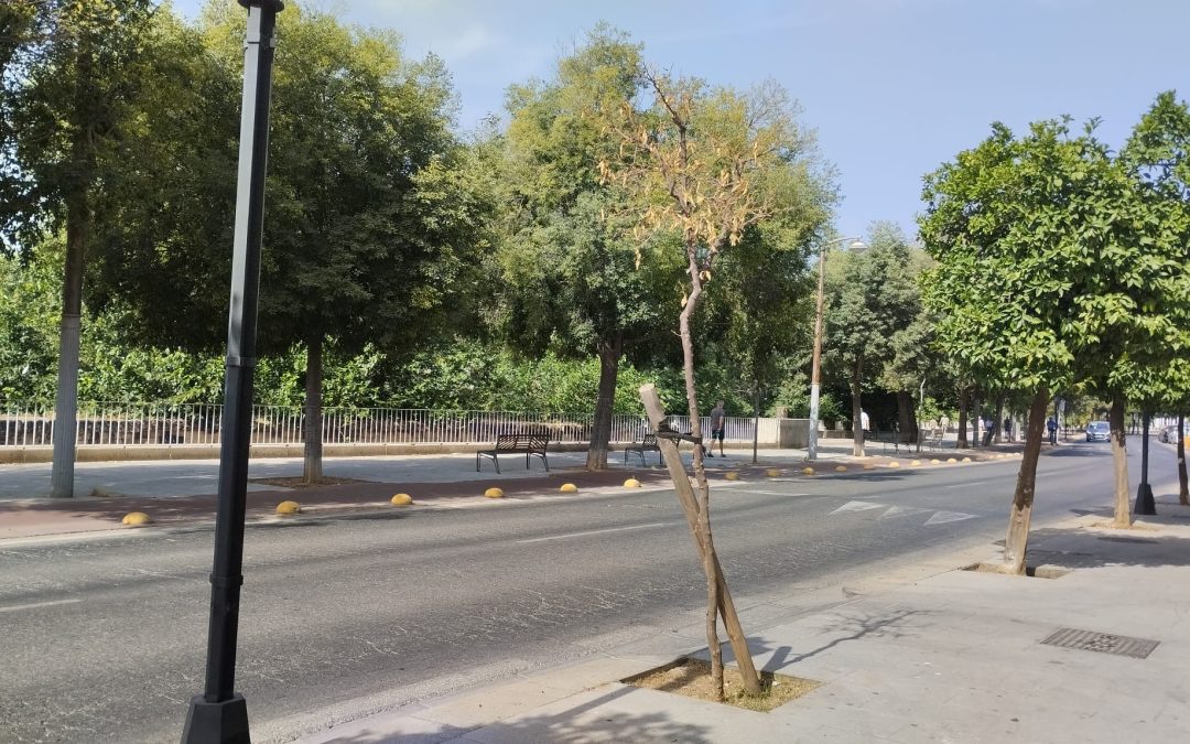 Plantar en mayo y podar en junio: cuando el calor aprieta y los árboles sufren prácticas cuestionables