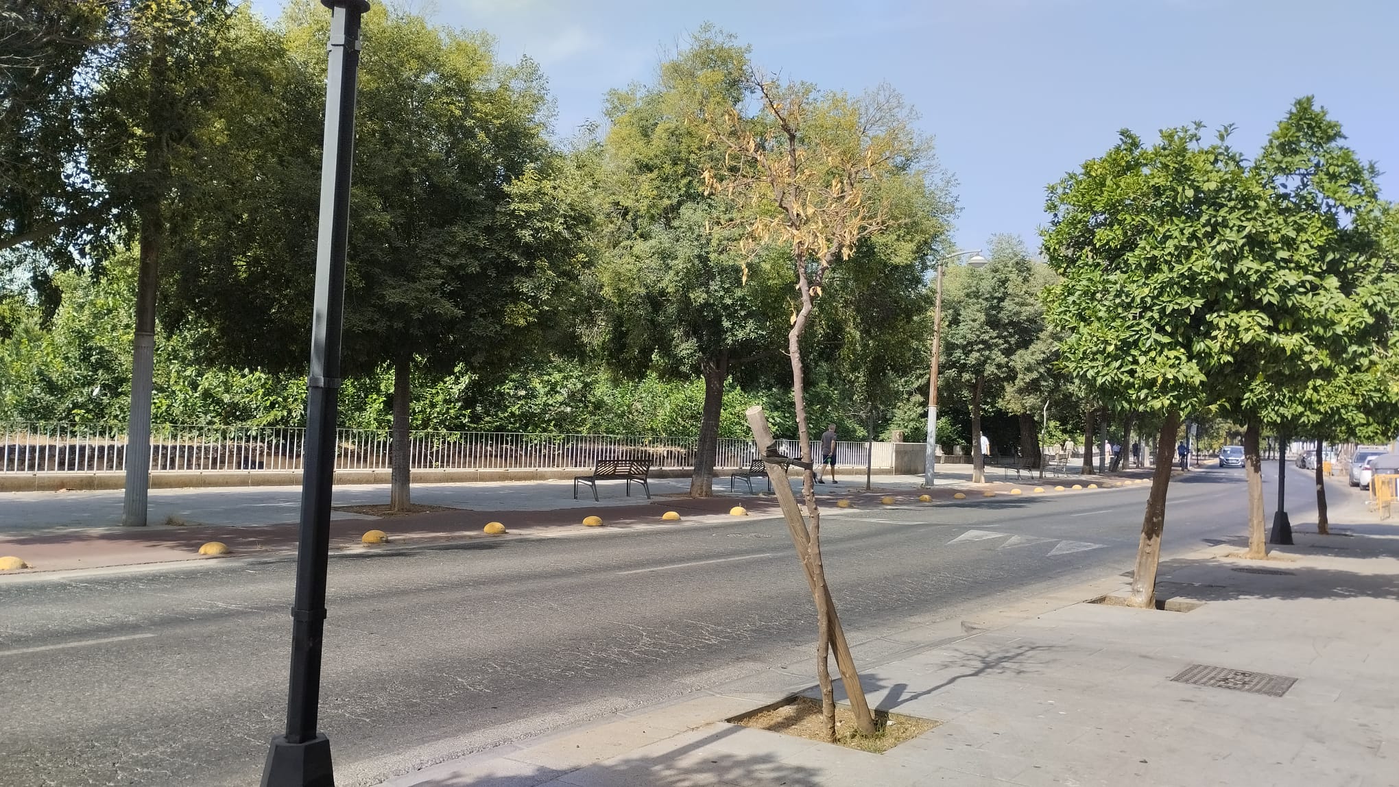 Plantar en mayo y podar en junio: cuando el calor aprieta y los árboles sufren prácticas cuestionables